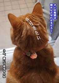 【画像】猫の後頭部が見たい