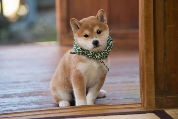 子犬あるある