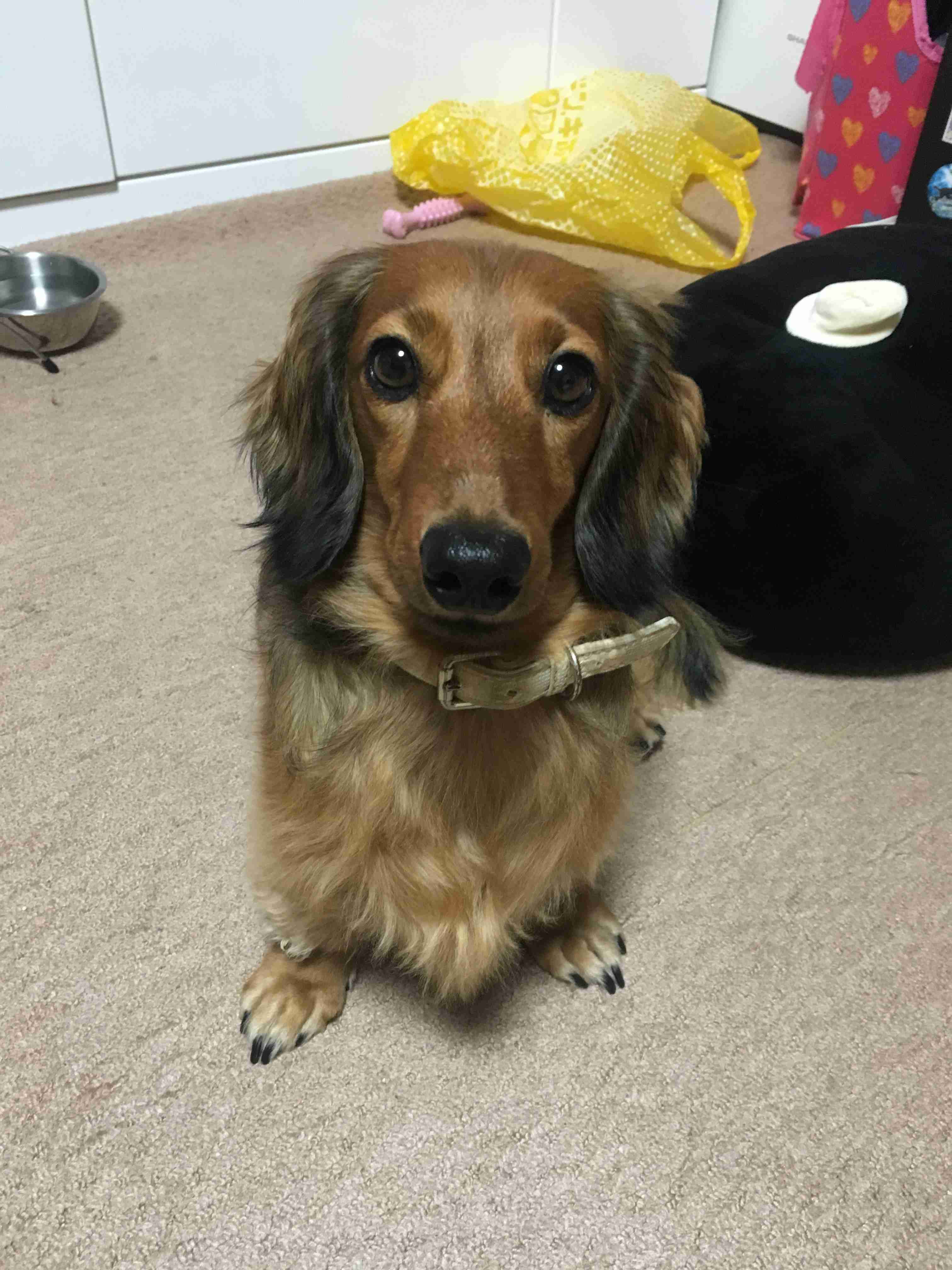 子犬あるある