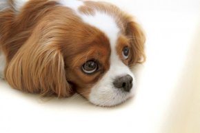 子犬あるある