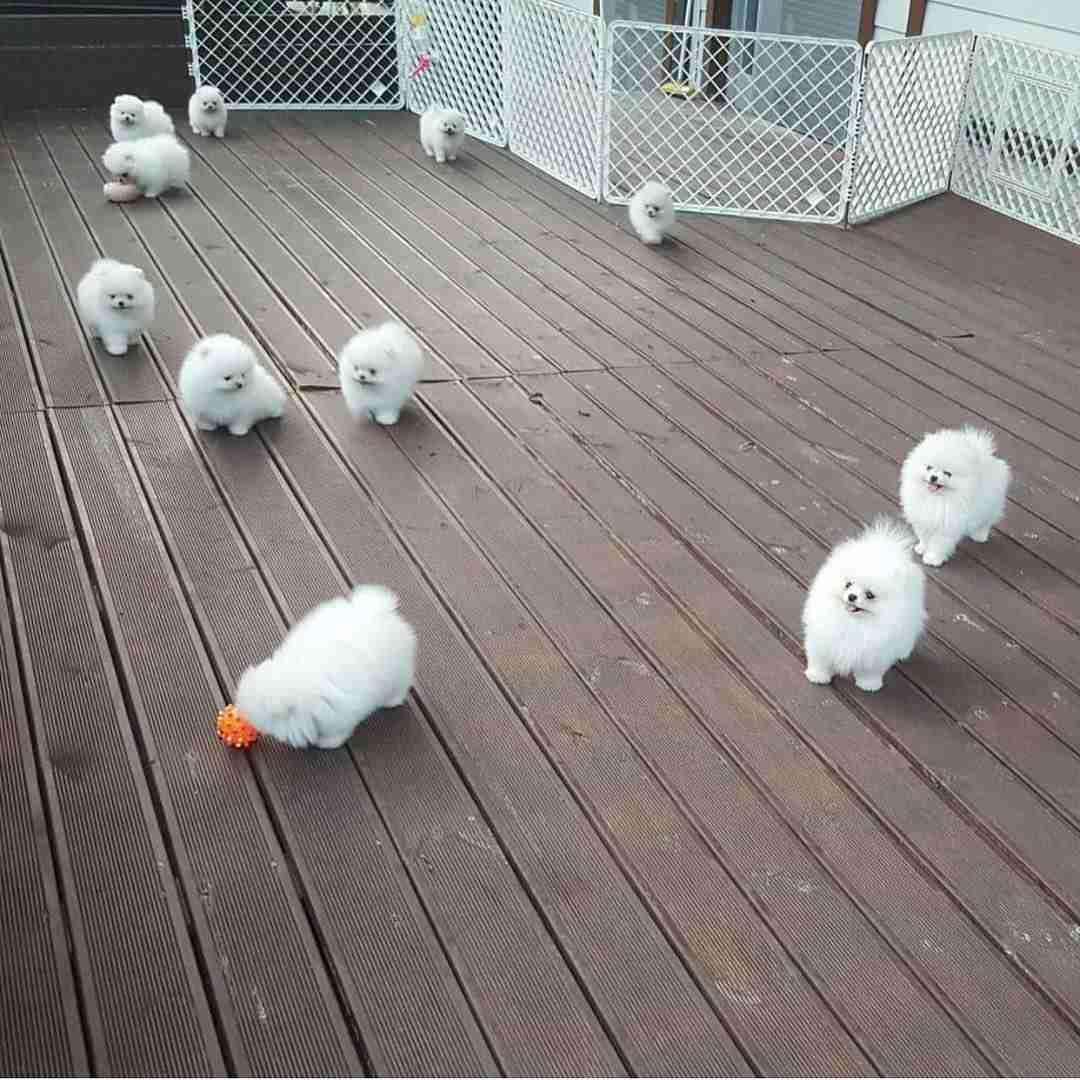 子犬あるある