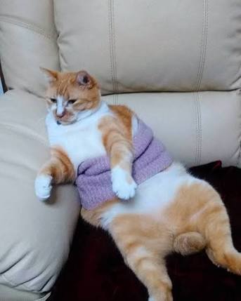 腹巻きのおすすめ