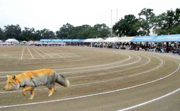 ガルちゃん運動会を開催します！