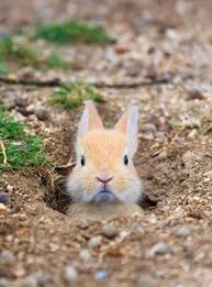 カメラ目線の動物の画像