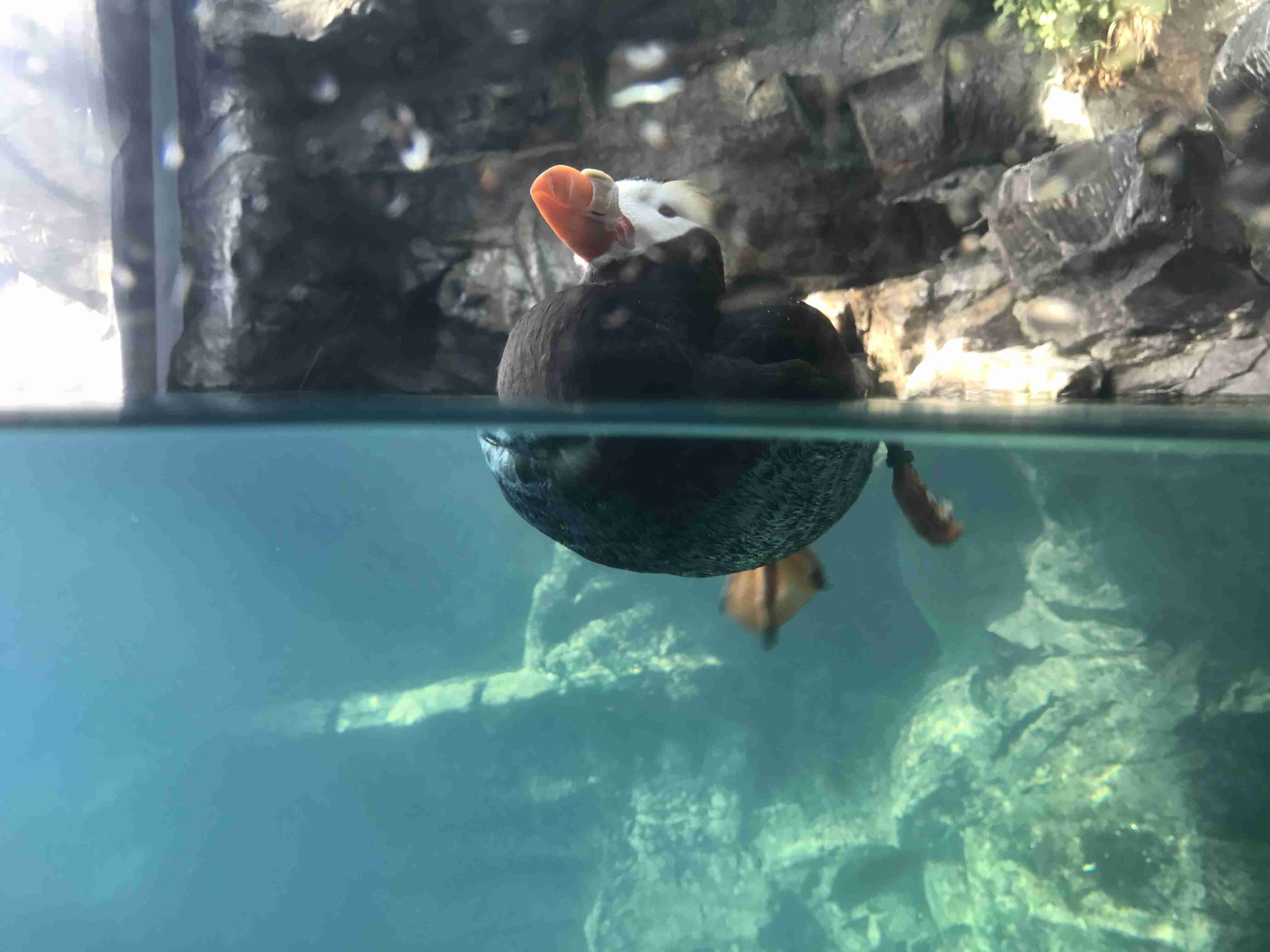 カメラ目線の動物の画像