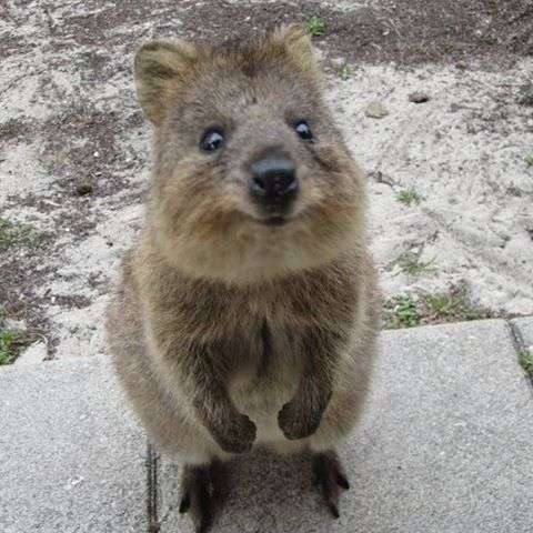 カメラ目線の動物の画像