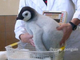 カメラ目線の動物の画像