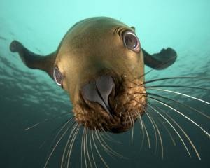 カメラ目線の動物の画像