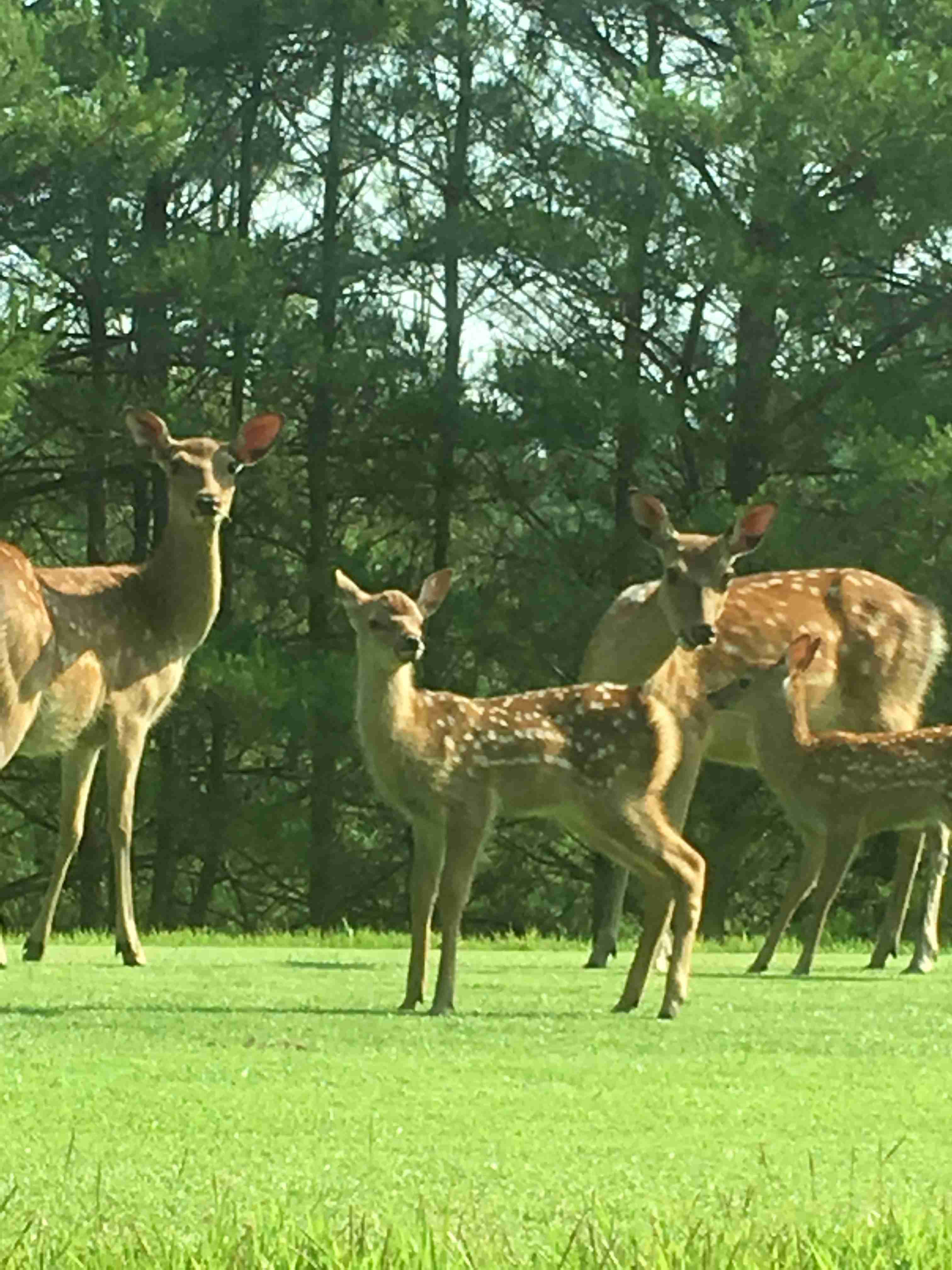 カメラ目線の動物の画像