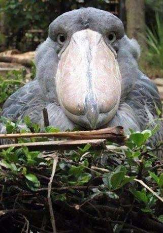 カメラ目線の動物の画像