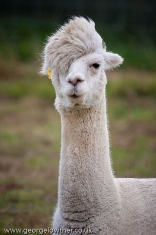 カメラ目線の動物の画像