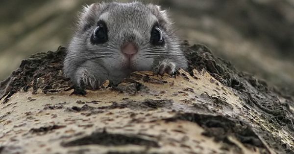 カメラ目線の動物の画像