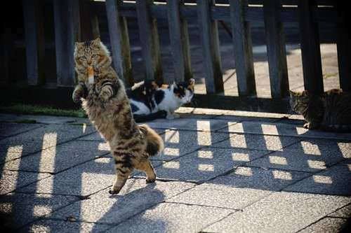 カメラ目線の動物の画像