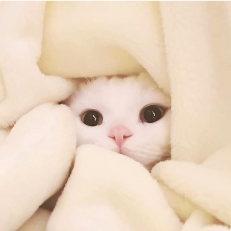 カメラ目線の動物の画像