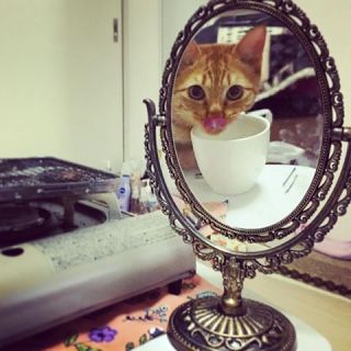カメラ目線の動物の画像