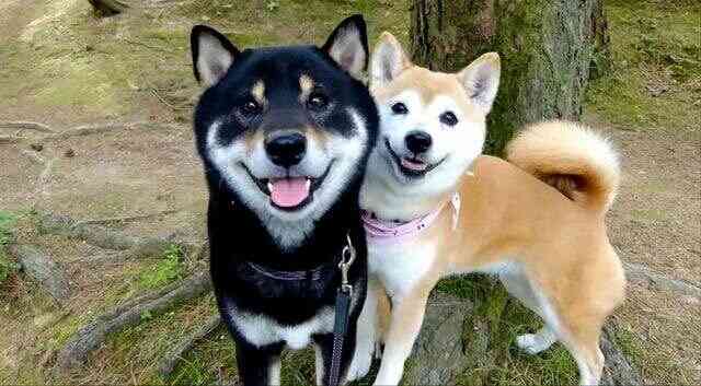 カメラ目線の動物の画像