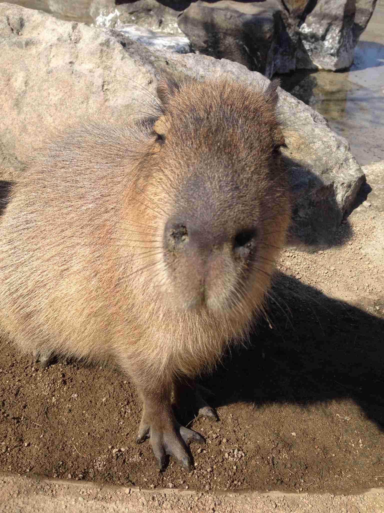 カメラ目線の動物の画像