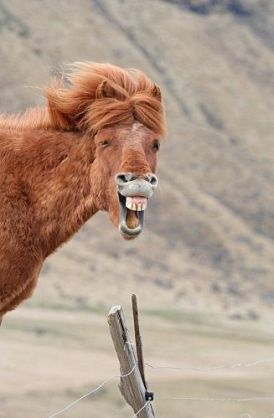 カメラ目線の動物の画像