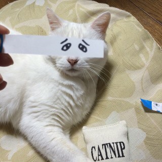 カメラ目線の動物の画像