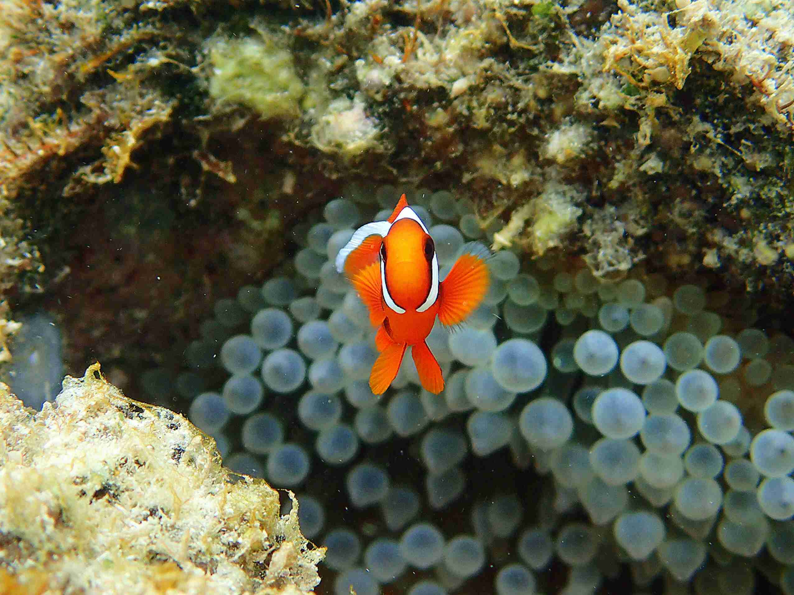 カメラ目線の動物の画像
