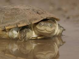 カメラ目線の動物の画像