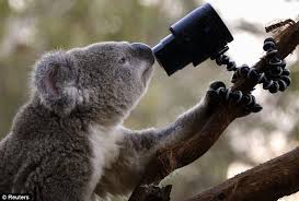 カメラ目線の動物の画像