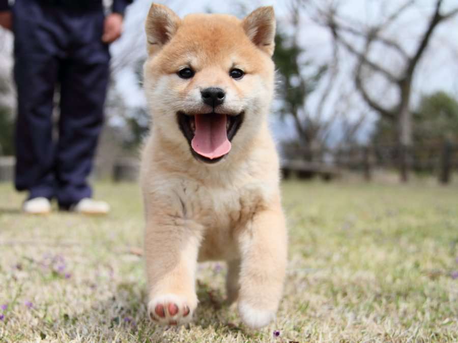 カメラ目線の動物の画像