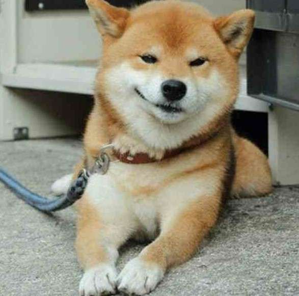 カメラ目線の動物の画像