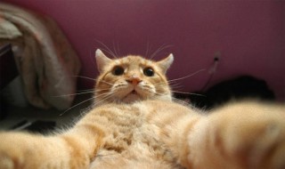 カメラ目線の動物の画像