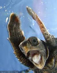 カメラ目線の動物の画像