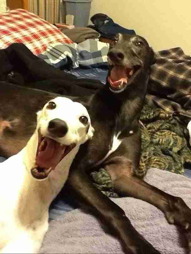 カメラ目線の動物の画像