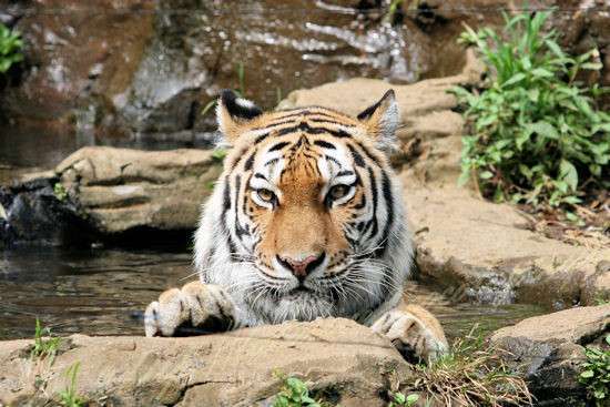 カメラ目線の動物の画像