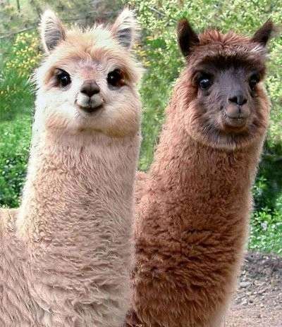 カメラ目線の動物の画像