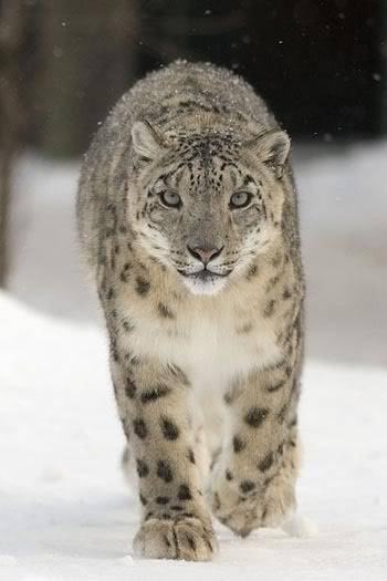 カメラ目線の動物の画像