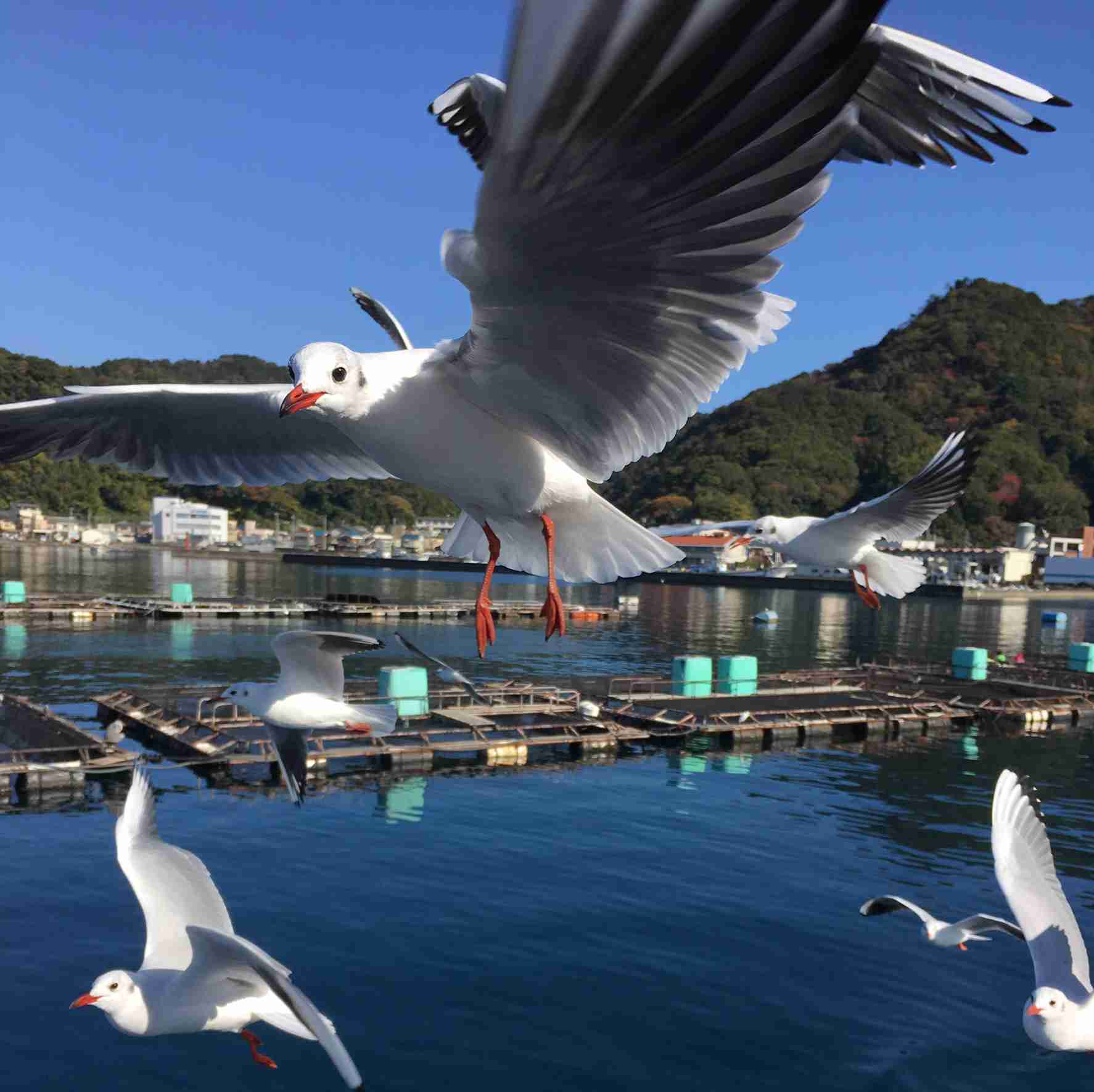 カメラ目線の動物の画像