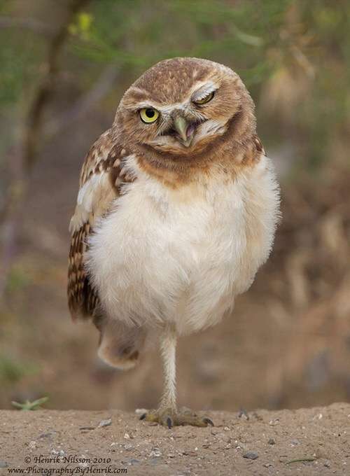 カメラ目線の動物の画像