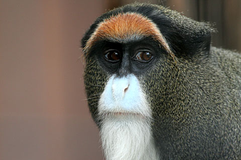 カメラ目線の動物の画像
