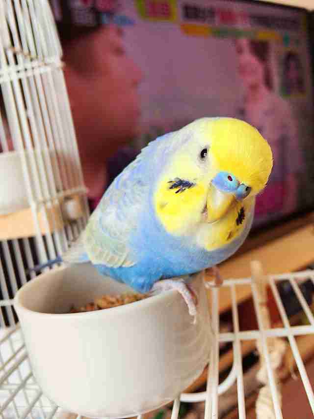 カメラ目線の動物の画像