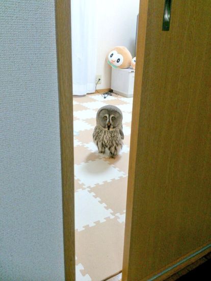 カメラ目線の動物の画像
