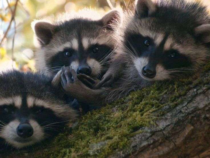 カメラ目線の動物の画像