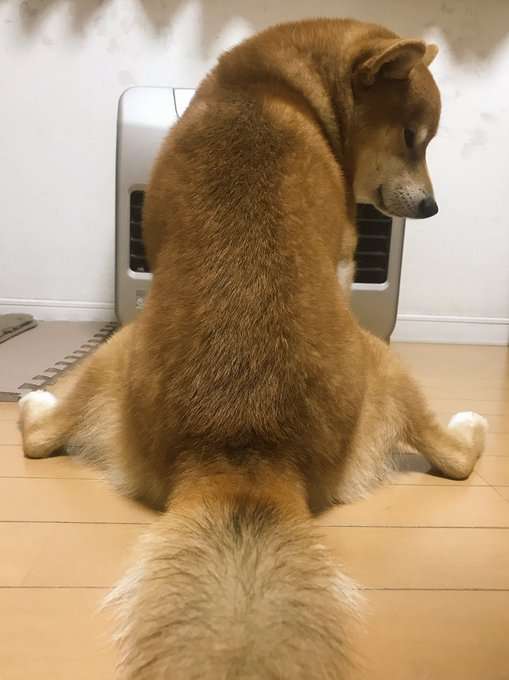カメラ目線の動物の画像