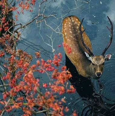 カメラ目線の動物の画像