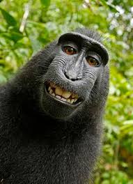カメラ目線の動物の画像