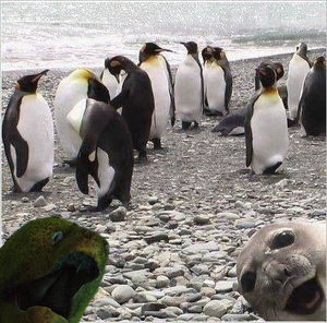 カメラ目線の動物の画像