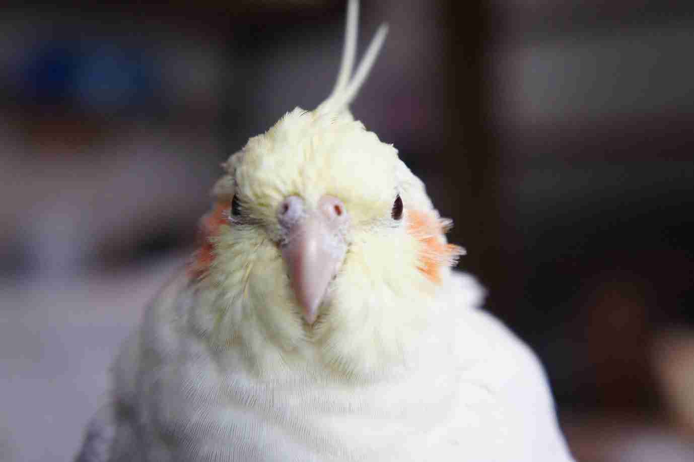カメラ目線の動物の画像