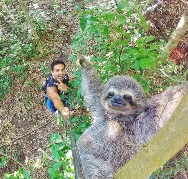 カメラ目線の動物の画像