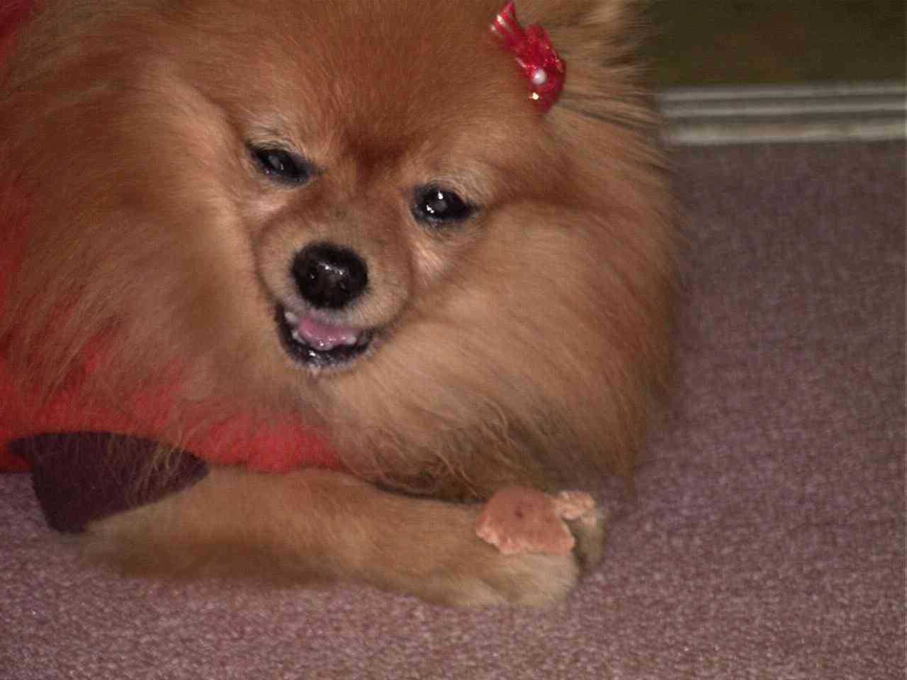 カメラ目線の動物の画像