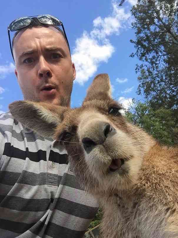 カメラ目線の動物の画像
