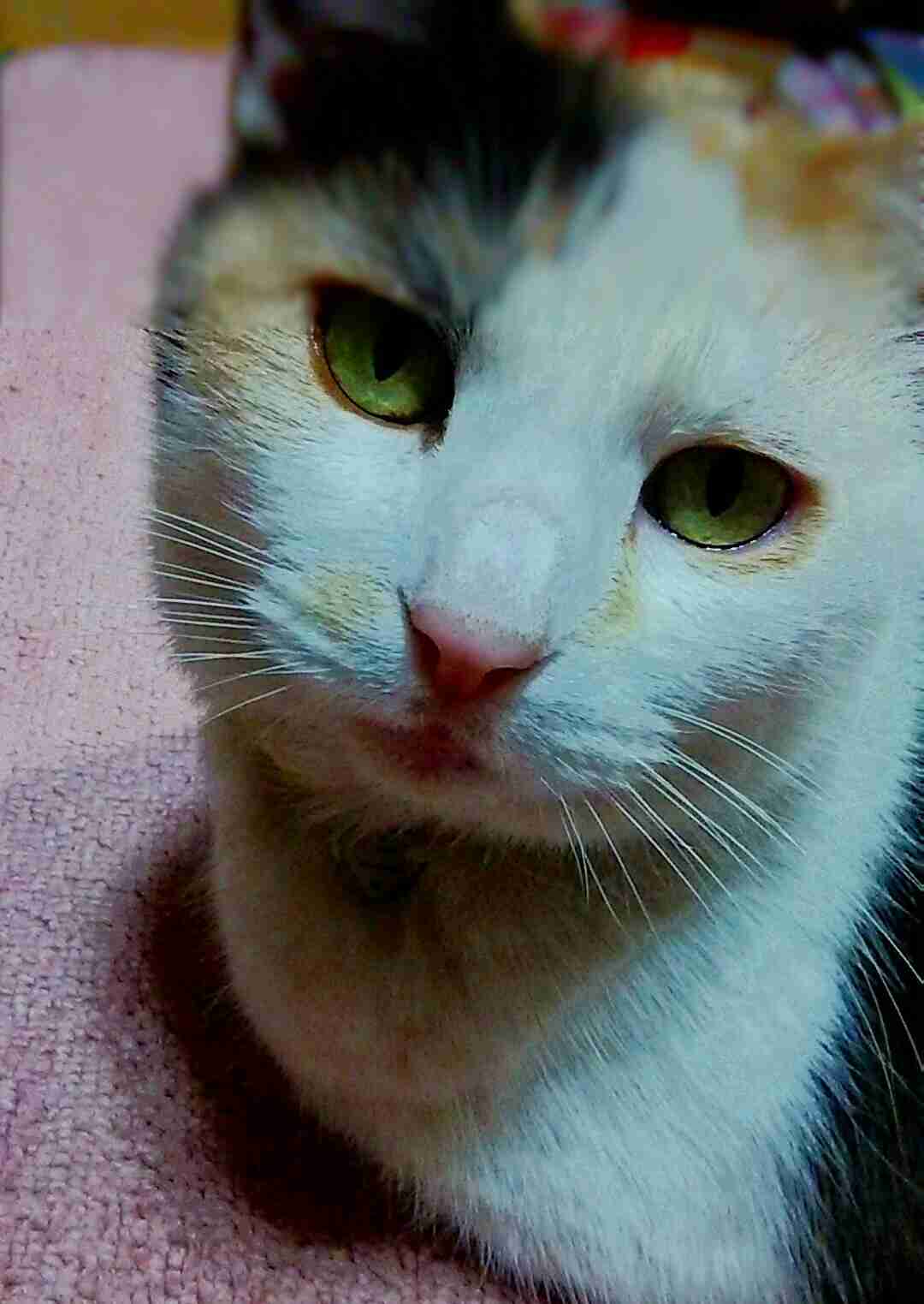 カメラ目線の動物の画像
