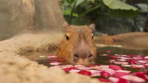 カメラ目線の動物の画像